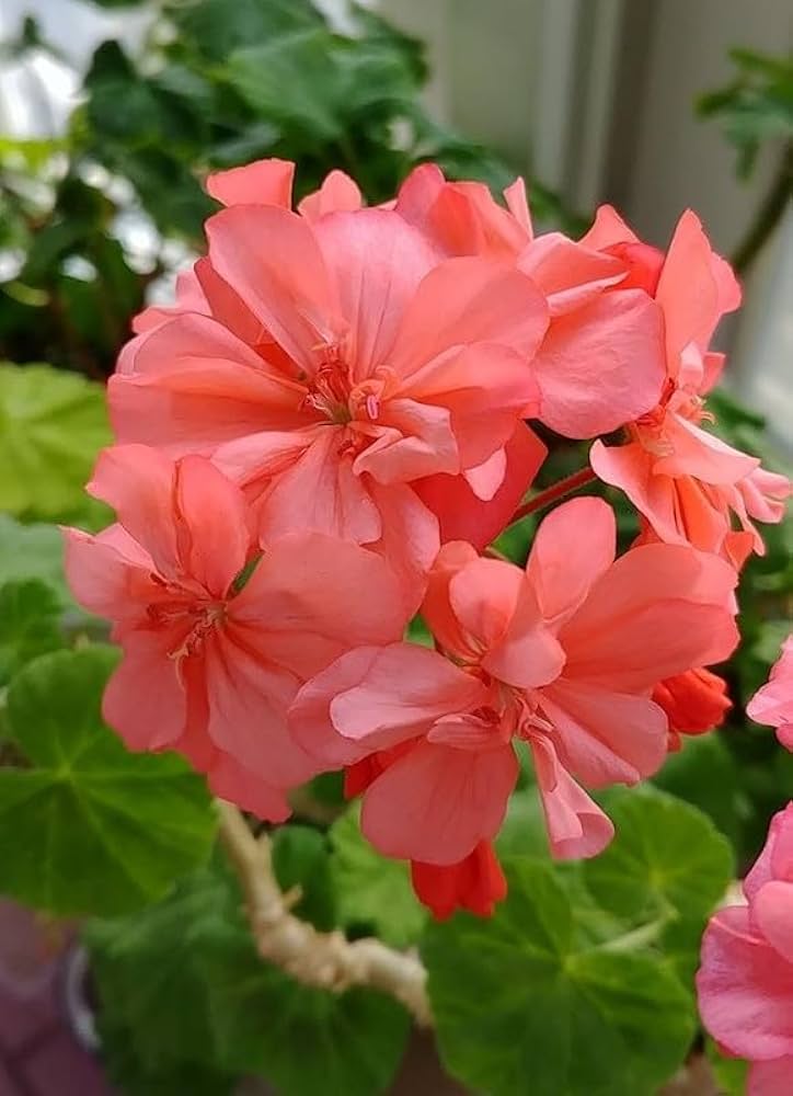 Mini Geranium Pelargonium Peltatum Perennial Flower Seeds
